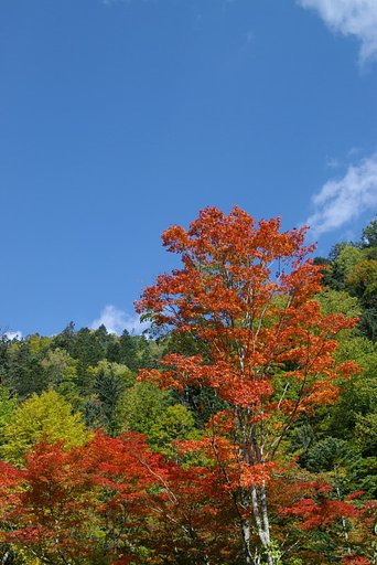 青空と紅葉