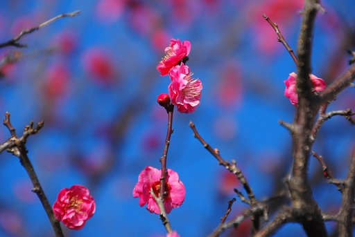 紅梅いまだ健在