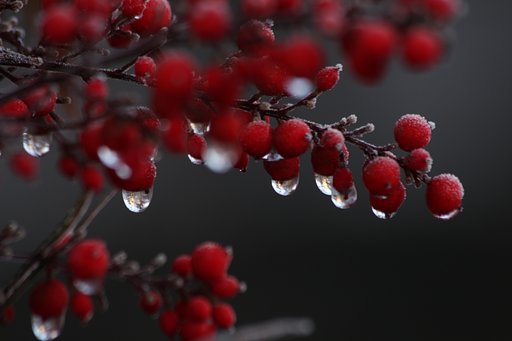 氷の豆電球