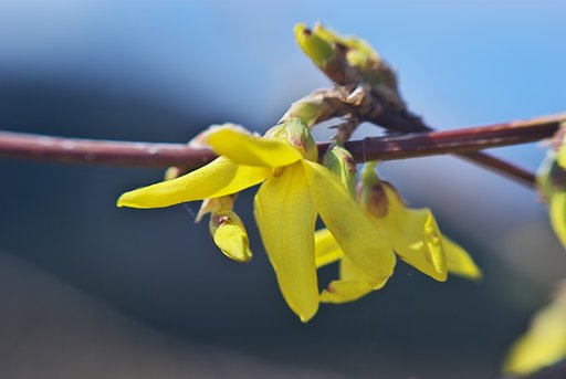 鮮やかに咲き始めました・・