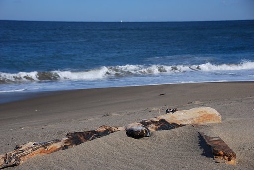 太平洋の砂浜にて