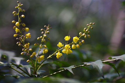 野生のヒイラギナンテン