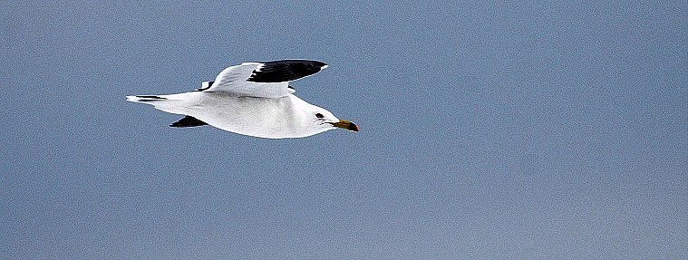 汽水の鳥