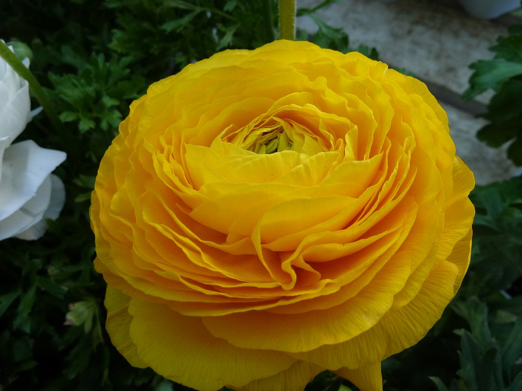 「?　の花」