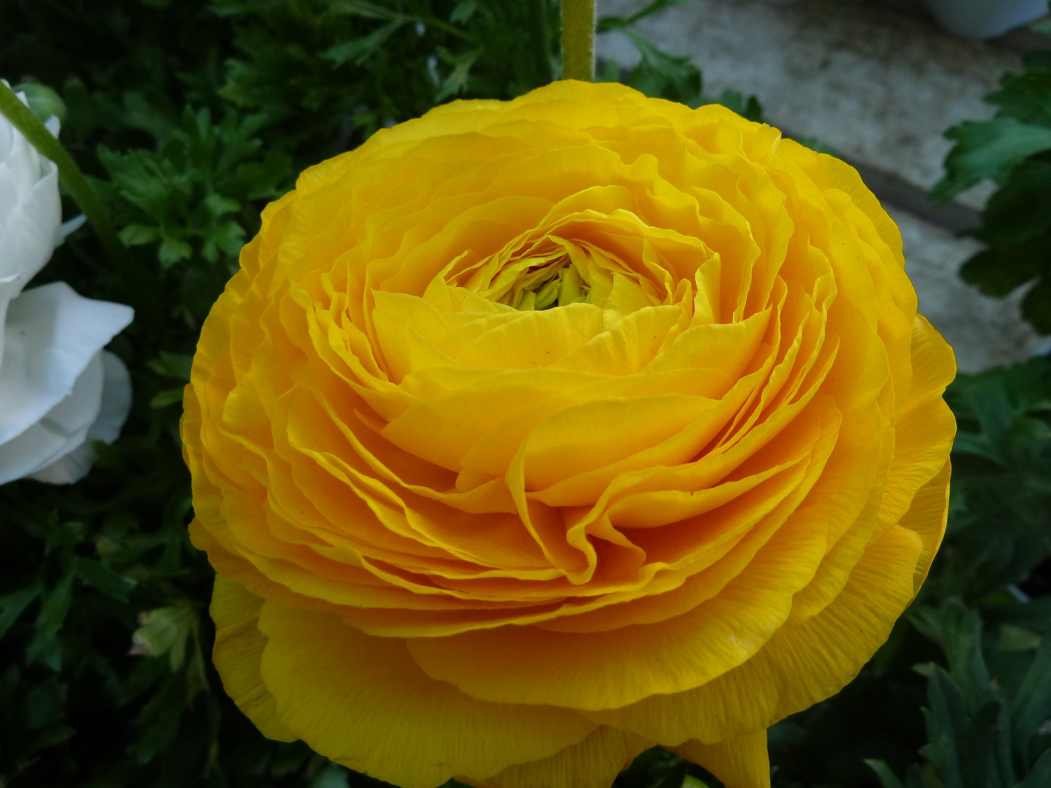 「?　の花」