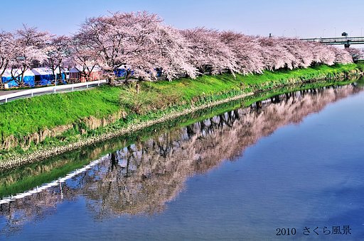 【この色　好き！】　さくら風景