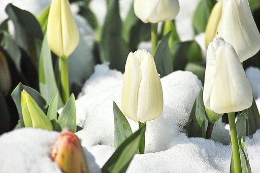 花は大弱り
