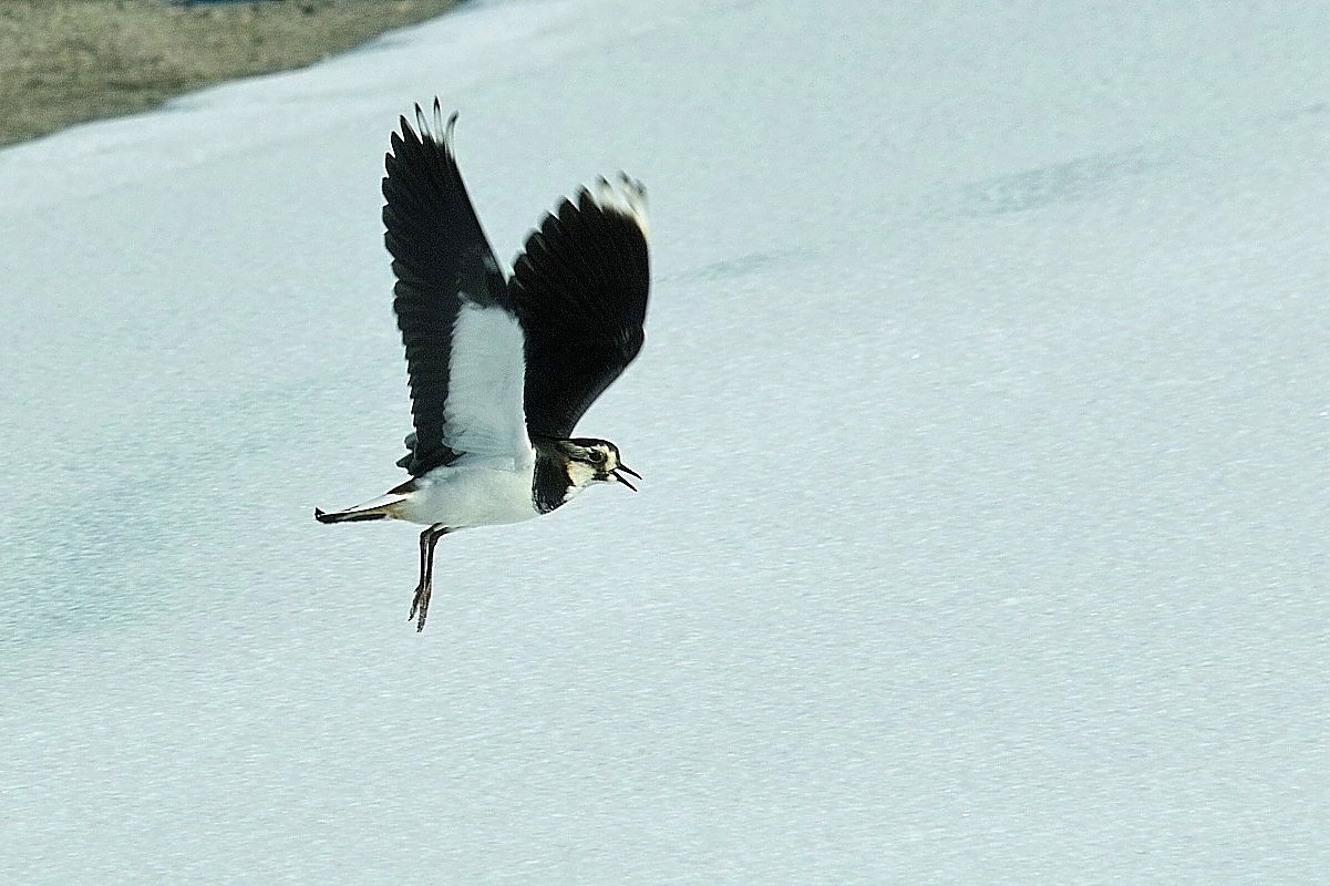 タゲリ