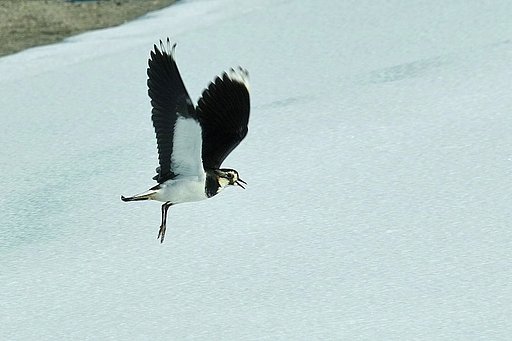 タゲリ