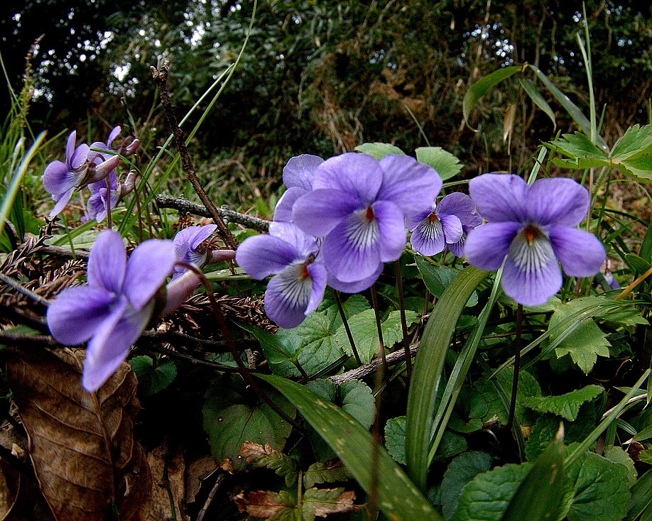 【この色　好き！】春の花　スミレ