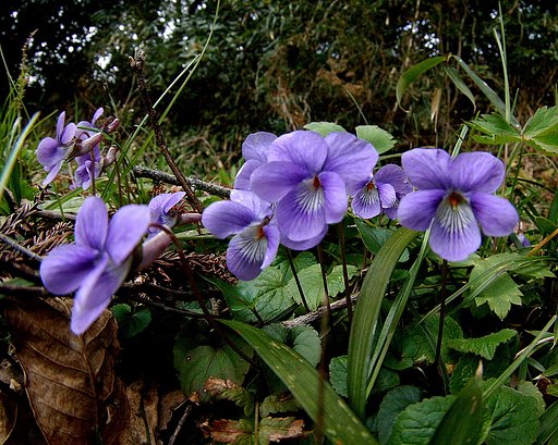 【この色　好き！】春の花　スミレ