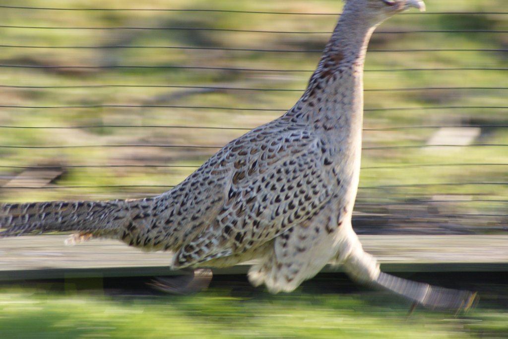 飛ぶ鳥は無理でも走る鳥なら流し鳥・・・