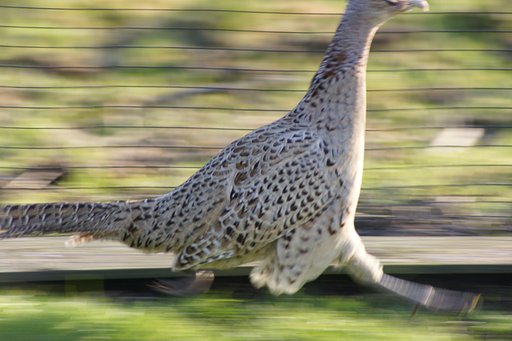 飛ぶ鳥は無理でも走る鳥なら流し鳥・・・