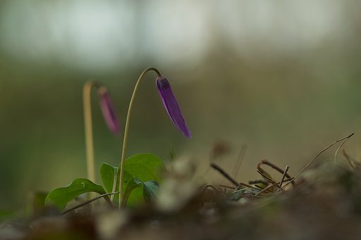 春植物（カタクリ）I