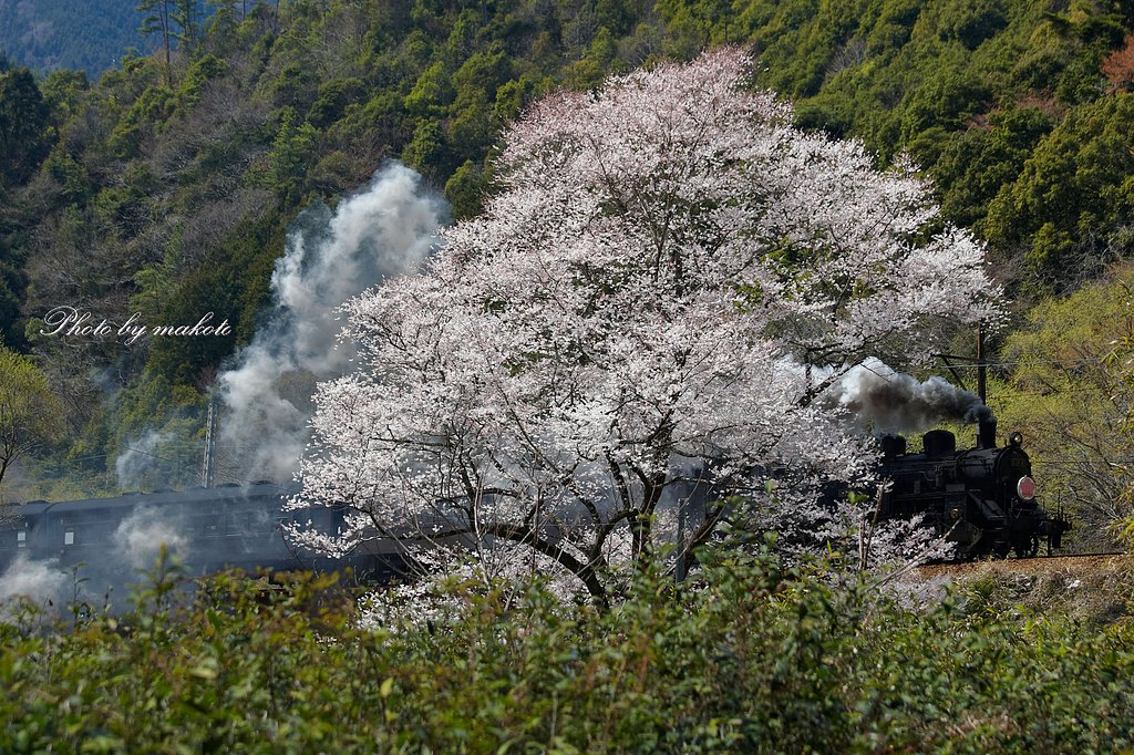 サクラの花と蒸気の匂い