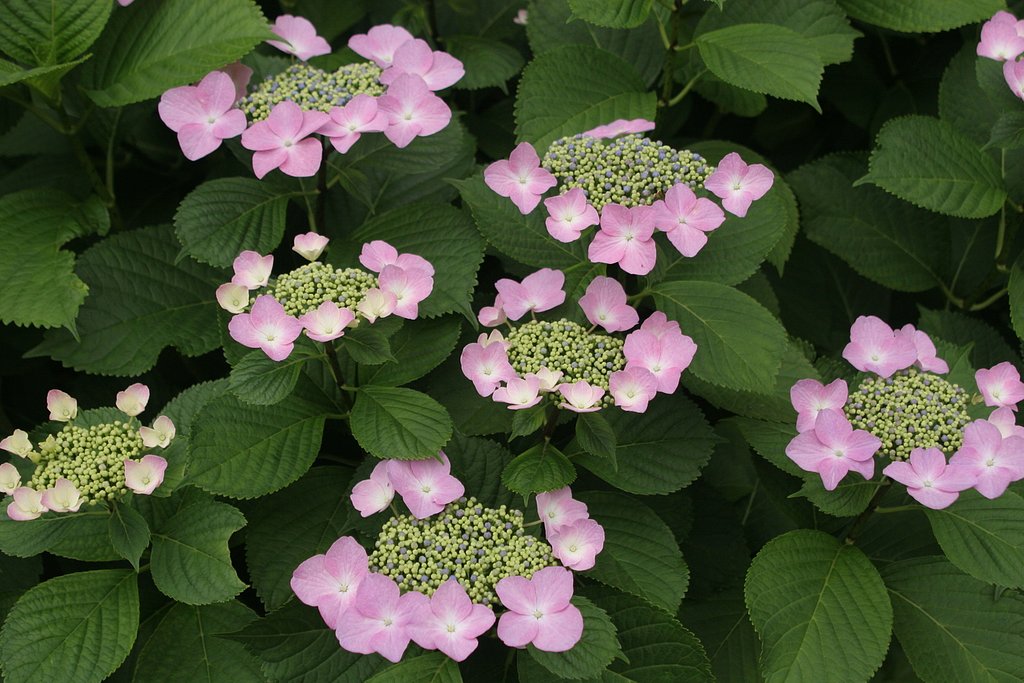 ならんだ