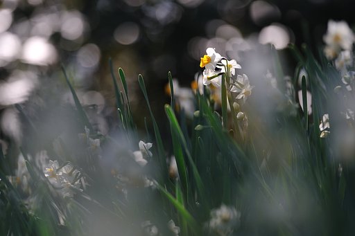 森のリサイタル