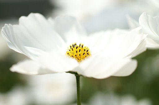AF50mm F2.8(D) Macro