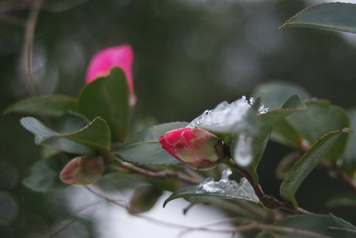 雪山茶花