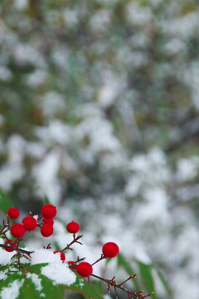 大雪