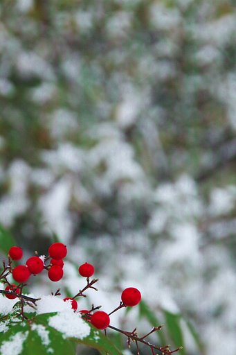 大雪