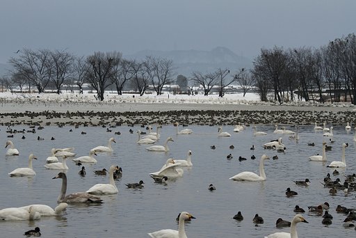 瓢湖の朝