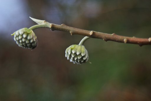 三椏の蕾