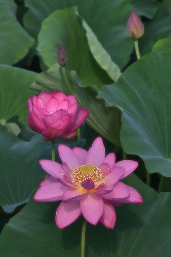 【縦撮り】 はす花見っけてきた