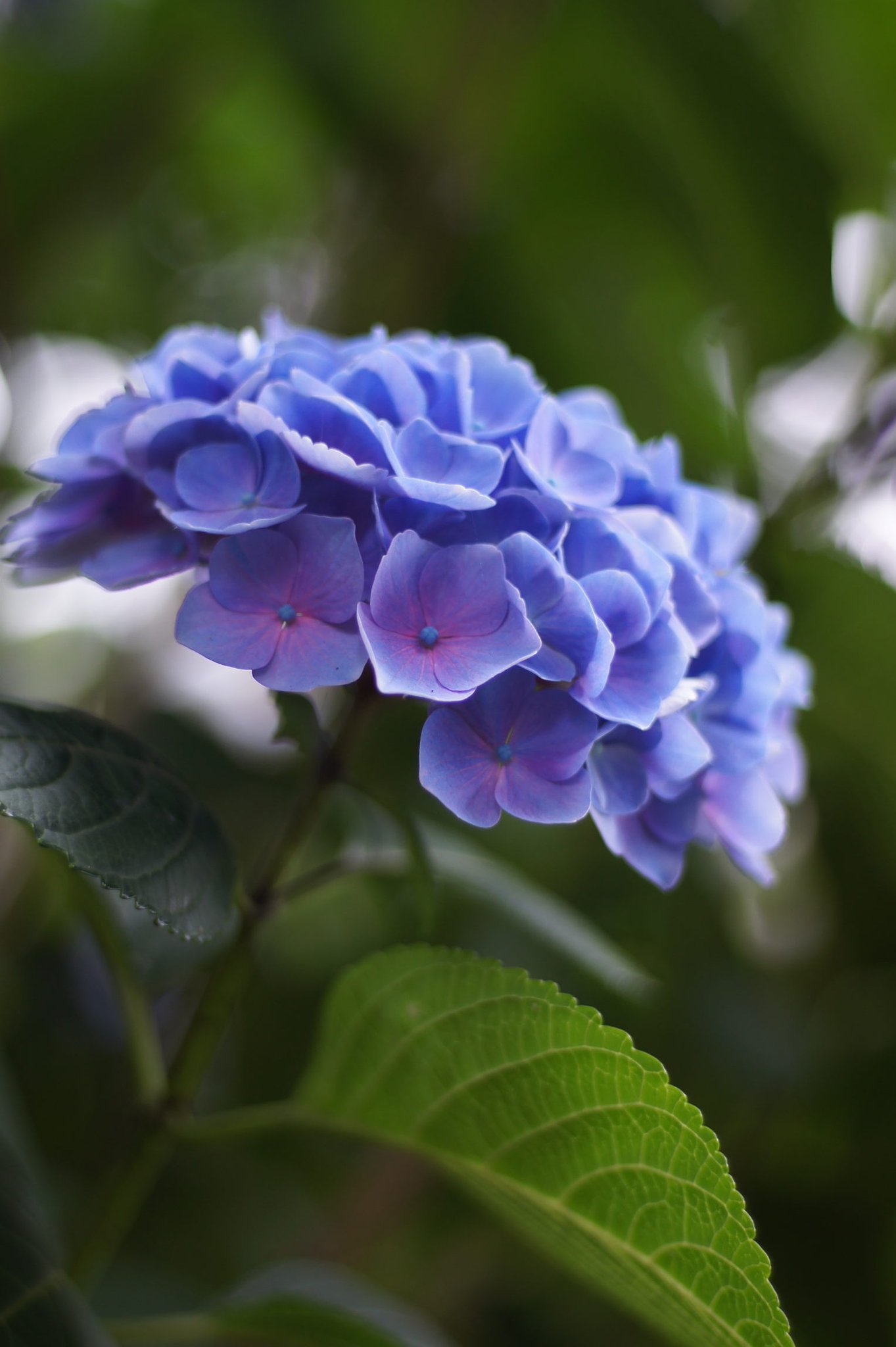 友人のローライプラナー50/1.8 M42