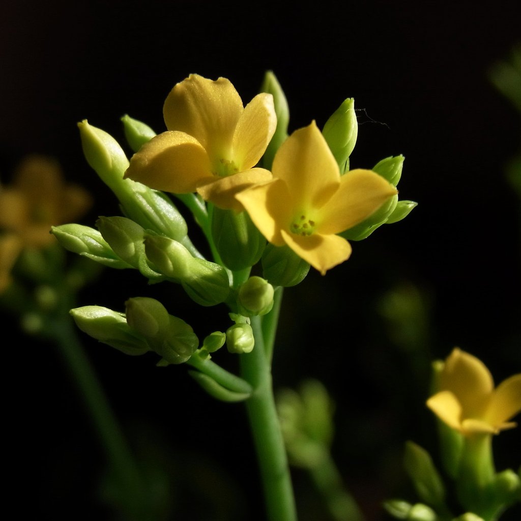 カランコエ黄色