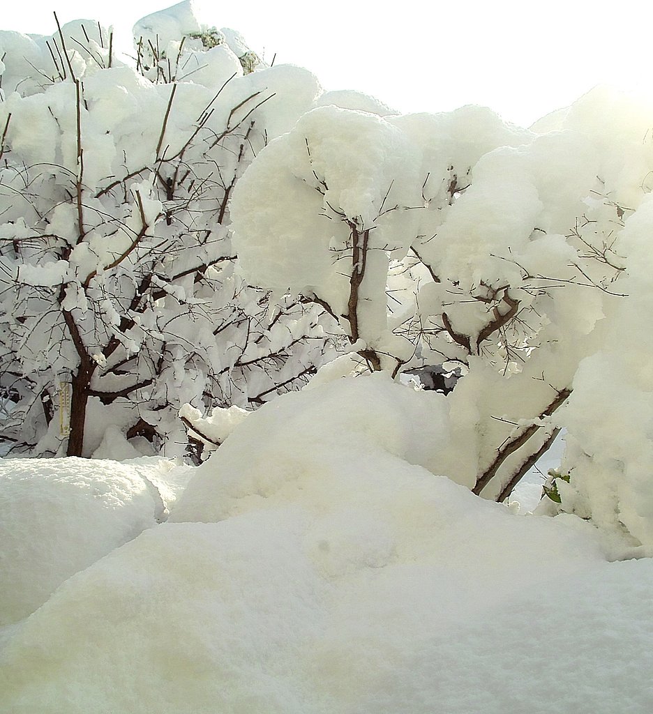 松の内脅威の雪