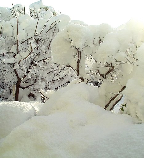 松の内脅威の雪