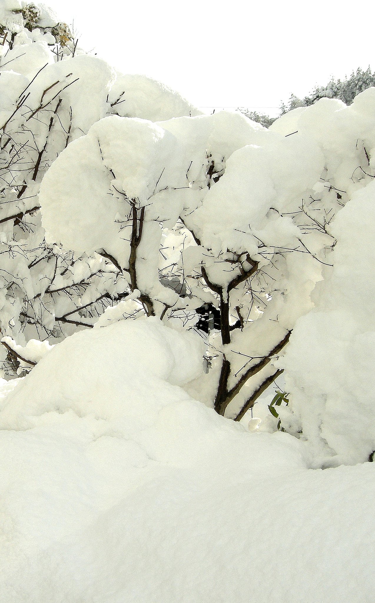 大雪の元旦