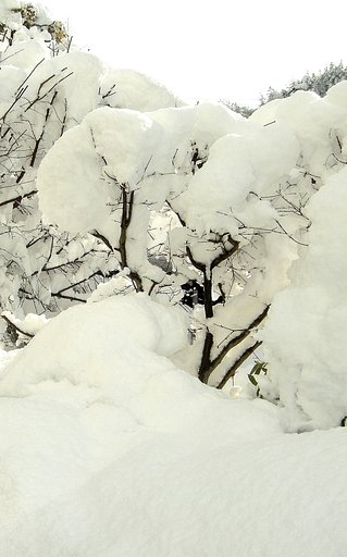 大雪の元旦