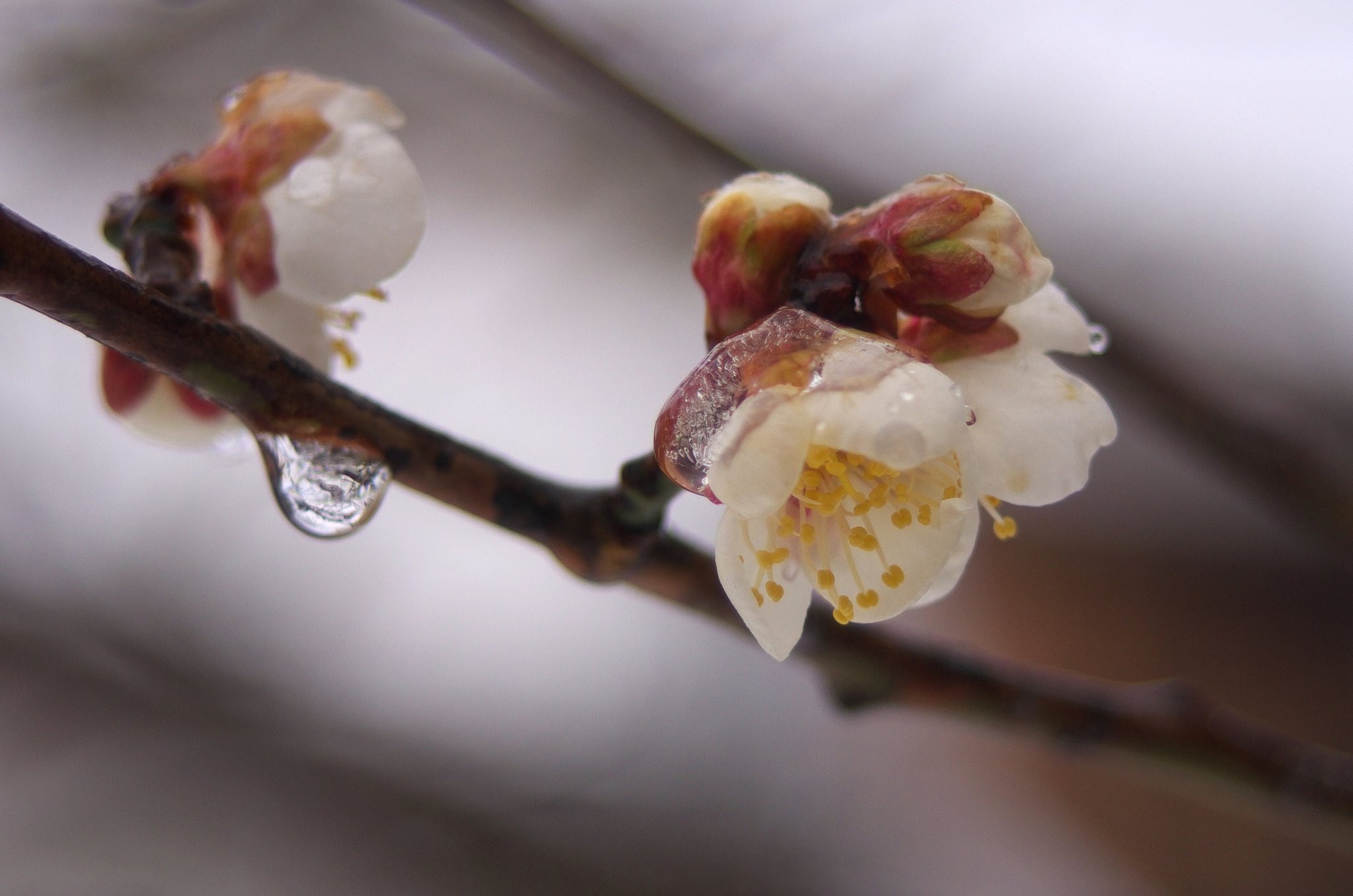 白い梅の花がフリーズ