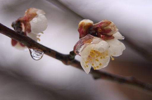 白い梅の花がフリーズ