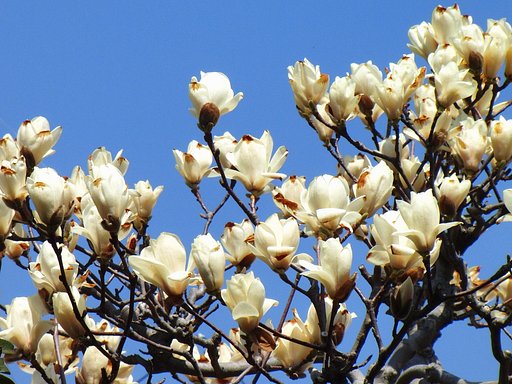 白木蓮開花