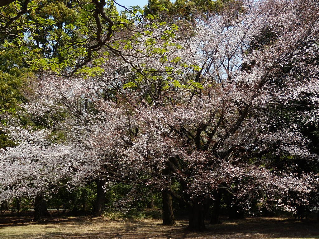 デジカメ初心者　花を撮る３