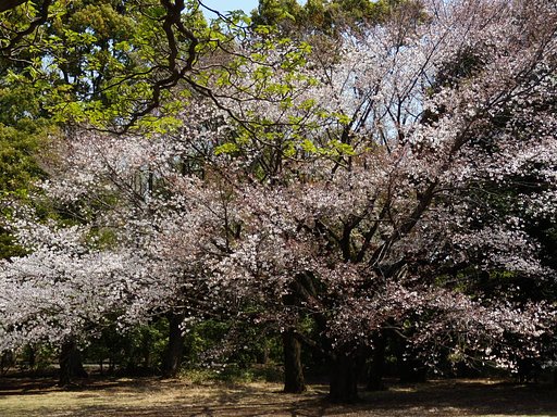 デジカメ初心者　花を撮る３
