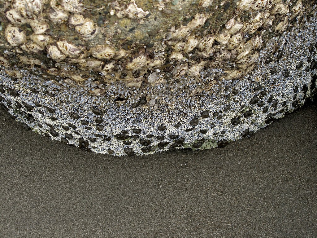 貝