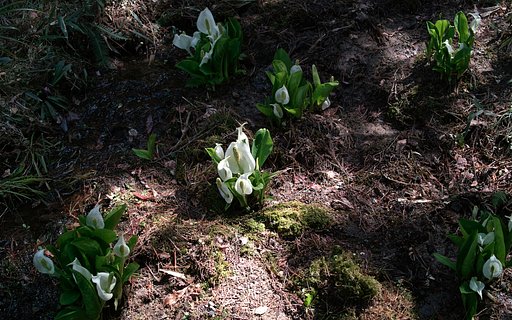 【おだやかに・・・春】水芭蕉