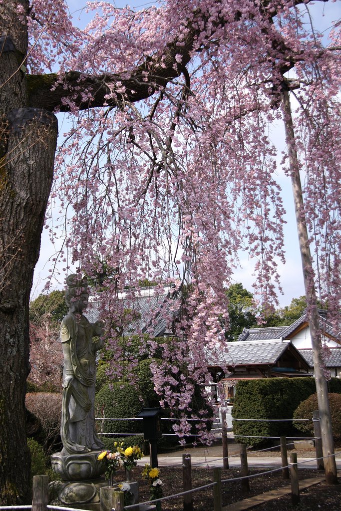 桜に祈る