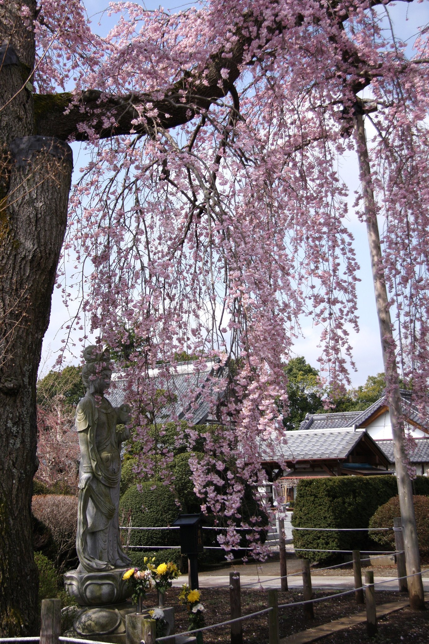 桜に祈る