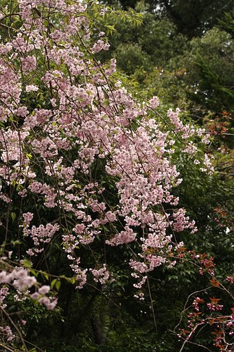 しだれ桜