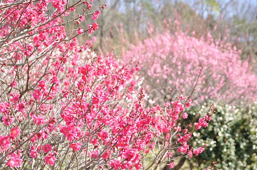 天気がいいので定番の梅を