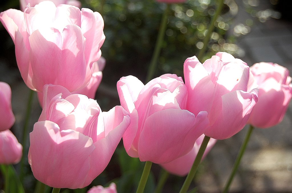 【この色　好き！】春の花＃３