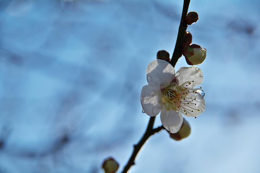 氷梅・・・