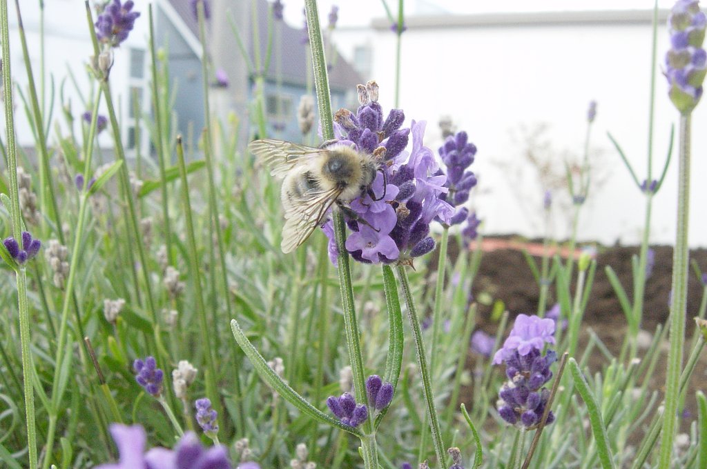 最後の蜜採り？