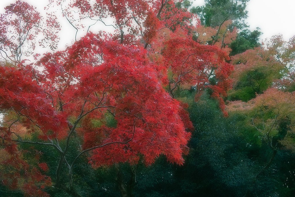 【絵のような】紅葉いろいろ