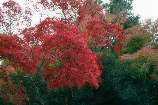 【絵のような】紅葉いろいろ
